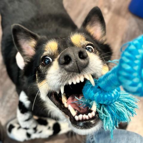 Closeup of a black, tan, and white dog playing tug of war.