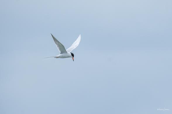 Forster’s Tern in flight with deeply forked tail extended beyond wingtips, black cap, and black-tipped orange bill visible against grey sky over Cape May Harbour.