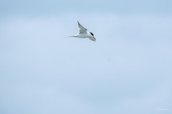 Forster’s Tern banking mid-air over Cape May Harbour, wings swept forward and tail streamers trailing, photographed from below.