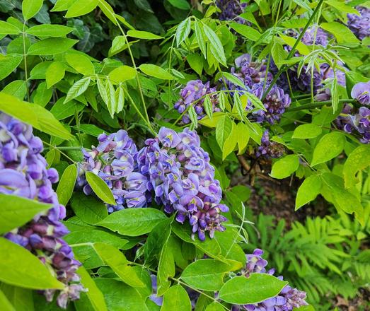 Purple clusters of wisteria against the green vine background. There are small amounts of yellow deep inside the purple clusters. Hard to believe these vloom only on new growth.
