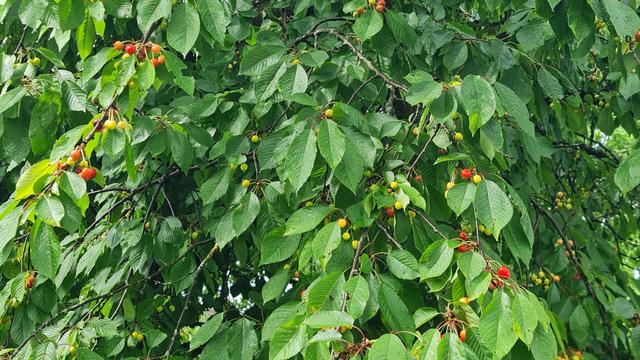 Die Hälfte der Kirschen am Baum schon rot, aber erst halb gross