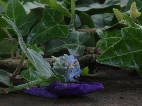 A forget-me-not flower with open light blue and light purple blossoms and light purple buds, photographed to appear spherical. Two large, incredibly dark cornflower blue petals were draped in front of it.
The background is formed by fresh and old ivy, which has already overgrown the anvil with branches as thick as a thumb.