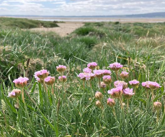 pale pink flowers in the foreground. Grass is growing between the flowers and the sandy low tide estuary.