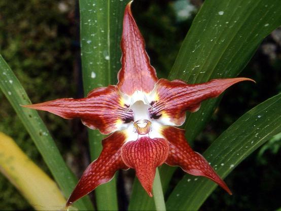 Photo of a real cat face orchid.