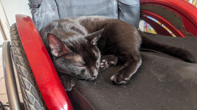 Photo rapprochée d'un chat noir qui dort sur un fauteuil roulant. La carrosserie est rouge et la sellerie est noire. On voit le profil d'une roue et sa main courante à droite.
Le chat est en rond, ses pattes arrière devant son visage.