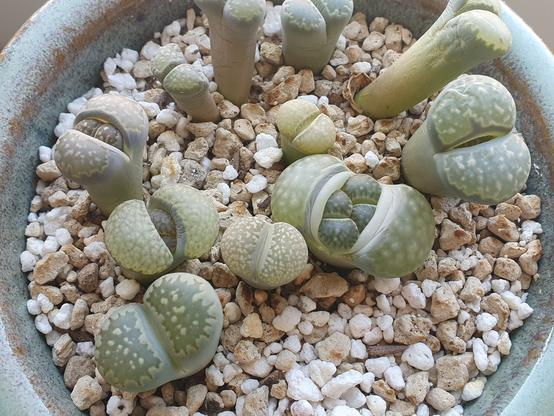 Dans un petit pot remplis de cailloux clairs, plusieurs petits plants de lithops : une plante désertique verte en double demi cercle, certains plants s'ouvrant au milieu sur plusieurs tous petits bulbes. Les demi-cercles verts sont mouchetés de vert jaune.