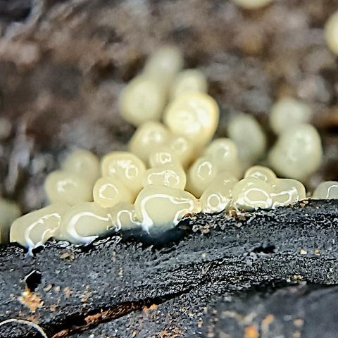 makrofoto, fast schon mikrofoto. an der kante eines schwarz verfärbten stück holzes sitzt eine ansammlung kugeliger, creme-weißer gelatinöser blobs, jeder einzelne nur millimeterbruchteile messend. sie glänzen nass, das ringlicht des mikroskopaufsatzes fürs handy spiegelt sich in jedem einzelnen. die vorne links gehen teils nahtlos in flüssige form über, die weiter hinten werden schnell unscharf