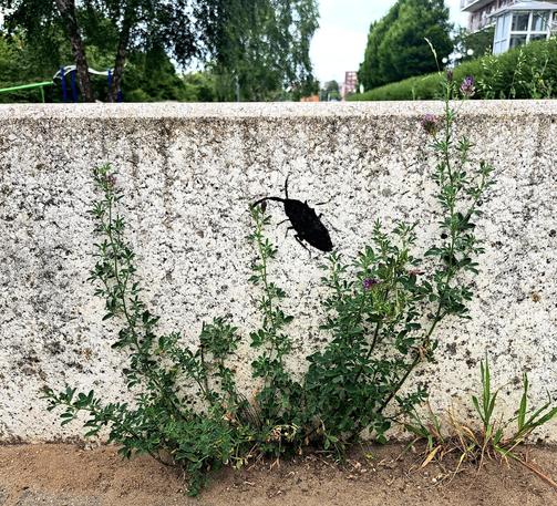 Eine Luzerne wächst am Rand eines weiß gemalerten Beton-Sitzblocks. Auf den weißen Beton ist in schwarz eine Kakerlake gesprüht, die so aussieht, als würde sie direkt aus der Pflanze herauskrabbeln