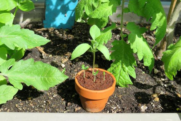 In einem kleinen, orangefarbenen Tontopf stehen mehrere winzige grüne Keimlinge in feuchter Erde. Der Topf befindet sich in einem größeren Pflanzkasten mit dunkler Erde. Im Hintergrund wachsen Tomaten. Die Szene ist hell beleuchtet, mit direktem Sonnenlicht auf den Topf und die Blätter.