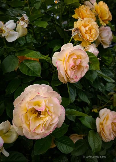 Five roses are the close up attraction in this photograph of a rose bush. At the top right, three are newly open, showing off petals of an intense apricot color. The next two roses down to the left are older and faded to a luscious cream color with pink tinging the edges of the petals. The bush is in full bloom, with faded and new roses scattered throughout.