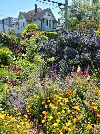 This is an image of a portion of our front garden, awash in riotous colour - yellows, oranges, red, purple... There are snapdragons and California lilac, lavender, calendula, catmint, honeysuckle, borage, foxglove, iris, strawberry and much more.