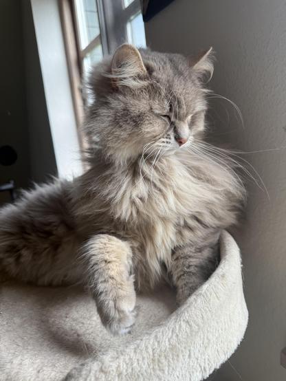 Closeup of a grey Siberian cat lying on a cat bed. The front of his body and head is raised. His eyes are closed, making him look quite tired. His long white whiskers are very prominent.