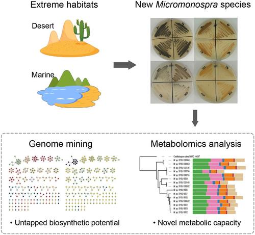 Process summary for a new study that (top left) isolated fifteen new Micromonospora spp. strains from desert and marine habitats, (top right) isolated four new species, and (bottom right and left) comprehensively characterized their biosynthetic profiles using genomic and metabolomic analysis.