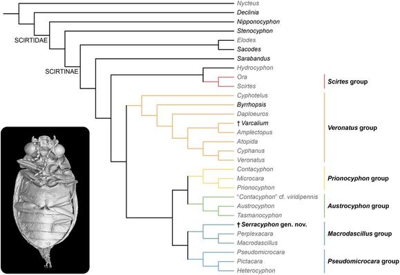 Image of a new scirtine fossil, Serracyphon philipsi gen. et sp. nov. and a revised phylogenomic analysis and Cretaceous fossil evidence, revealing new insights into the evolution of Scirtinae (Coleoptera: Scirtidae)