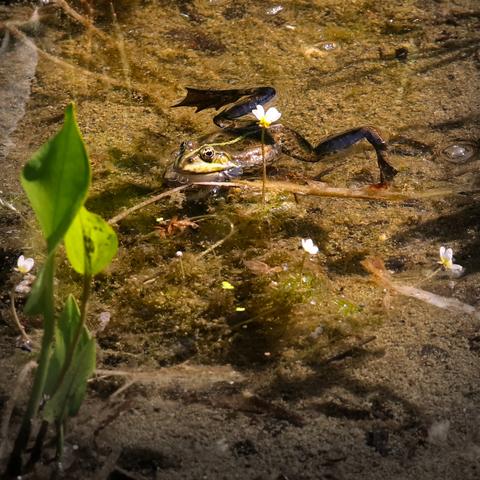 A frog (probably Pelophylax) in a pond, green leaves poking out of the water on the left, a small white flower also poking out, the blossom covering half of the frog's butt

Ein Frosch (wahrscheinlich Pelophylax) in einem Teich, links ragen grüne Blätter aus dem Wasser, eine kleine weiße Blume ragt ebenfalls heraus, die Blüte bedeckt den halben Froschpopo