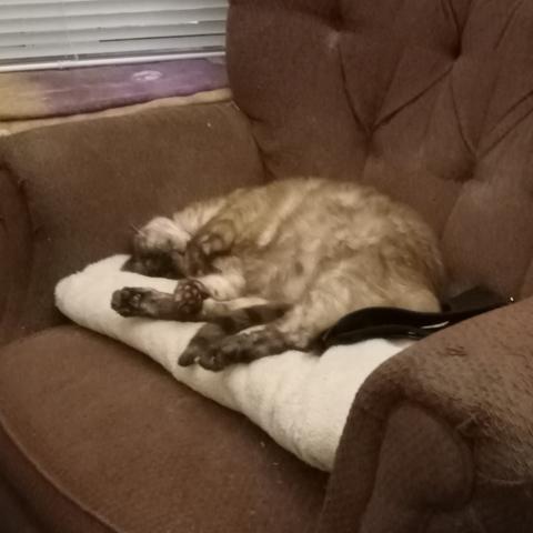 A lynx-point Siamese cat sprawls out on a folded fuzzy white throw covering the seat of an old armchair upholstered in faded maroonish fabric. Head is thrown back, front paws loosely curled near his chest, rear legs stretched out with his tail between them. A black cat-harness lies on the seat just behind his rear end.