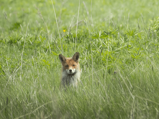 Kun kettu on peltojen toisella puolella. When the fox is on the other side of the fields.