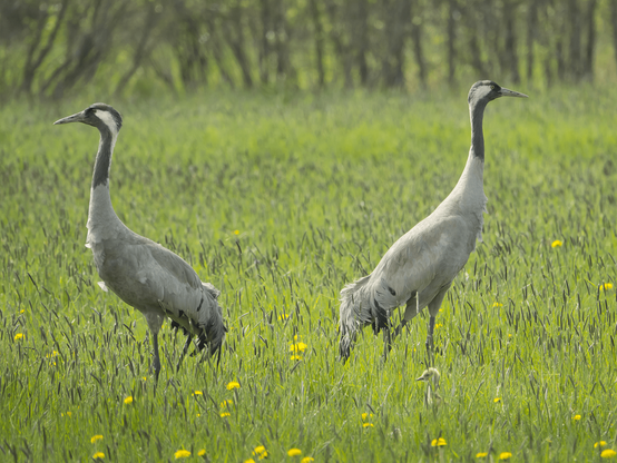 Kun kettu on peltojen toisella puolella kuin kurjet. When the fox is on the other side of the fields than cranes.