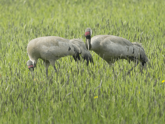 Kurkiperhe. Crane family.