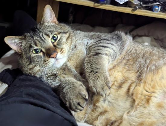 Waffles the three-legged, chonky, tabby cat, lying on his side propped up on my leg with his front paws sticking out in front of him.