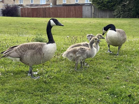 Canada goose family with babies