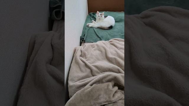 お昼休憩/Lunch break.#保護猫 #ターキッシュバン #Turkish Van