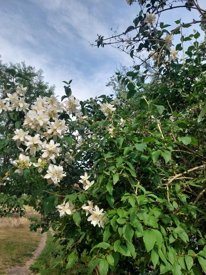 Buisson de seringa de Lewis [fleurs blanches très parfumées] ciel  un peu tourmenté bleu- gris