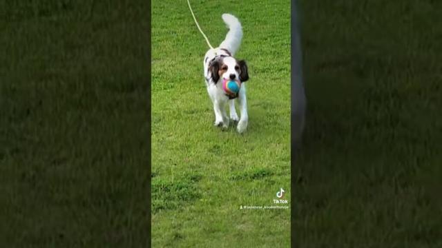 #コーイケルホンディエ #kooikerhondje