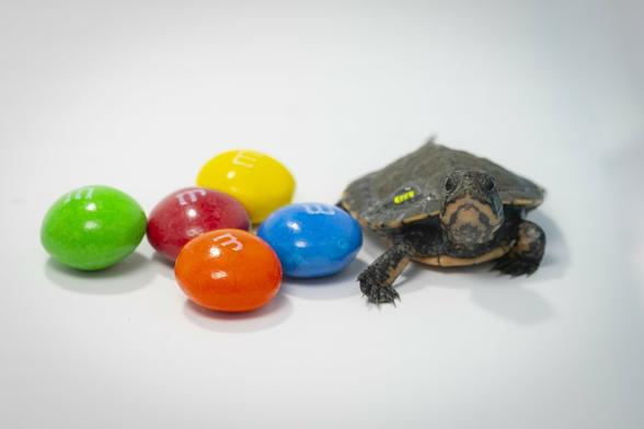 Description Provided by @OregonZoo: 
turtle hatchling next to MMs