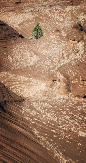 A lone green pine tree adds a pop of color in the middle of a red rock formation with sweeping lines. The subtle play of light and shadows highlights the intricate details and textures of the landscape.