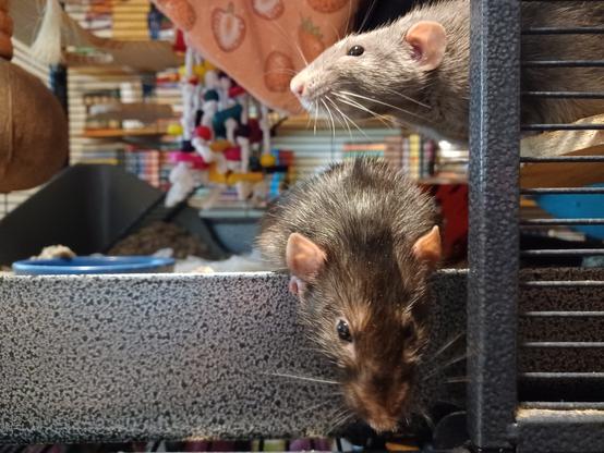 Two cute pet rats peering out of their cage. One is looking towards the ground, the other the horizon