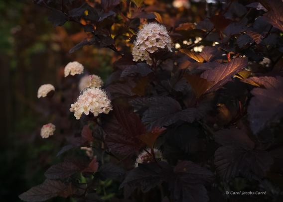 Light pink flowers bloom on a ninebark shrub with dark purple leaves. The sun is setting, and the light catches the leaves, creating splotches of amber and yellow.  One leaf is backlit so that its veins glow yellow and red against its dark color. The effect is both dark and cheerful because of the puffs of flowers.  The flowers are in tight clusters of many five-petaled blossoms, and the exserted anthers give the clusters a slightly fuzzy look.