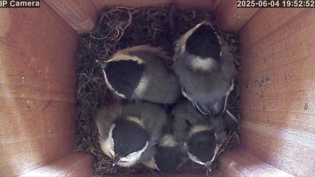 Five fledgling birds are quietly huddled together in a wooden nest box, facing in different directions and appearing calm and still.