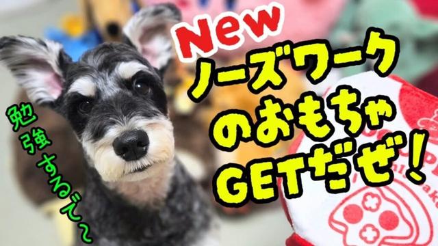 NewノーズワークのおもちゃGETだぜ！【ミニチュアシュナウザー】#めんまのへや#ノーズワーク#犬のいる生活
