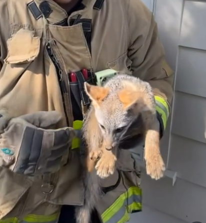 Tiny little fox being held by a firefighter