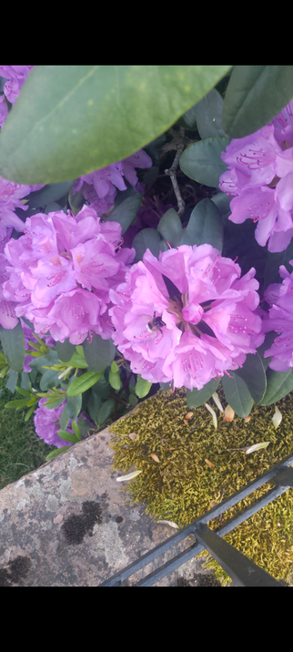 There is some purple flowers and some green leaves and on one flower there is a bee.