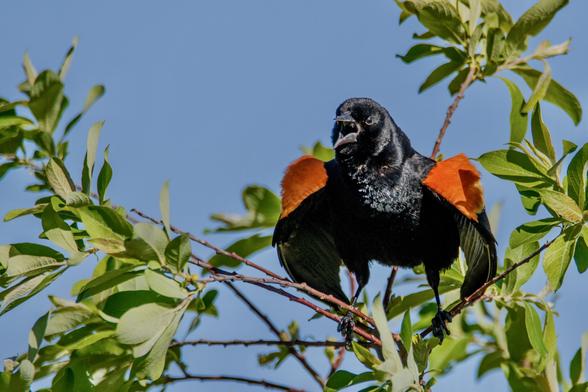 A black bird with vivid orange /red stripes on his wings, perched in a tree and screaming at anyone or anything in his territory