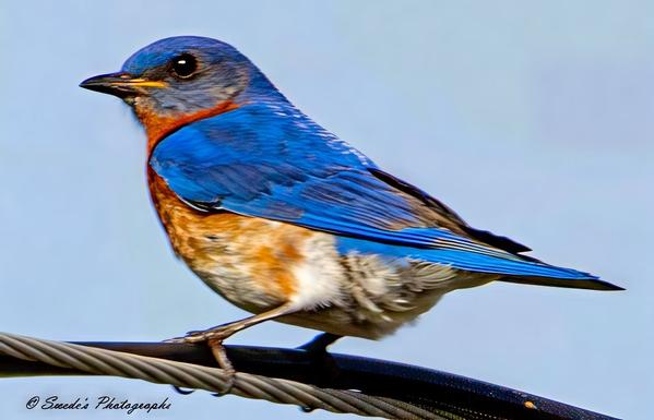 "This image showcases an eastern bluebird perched gracefully on a wire, its delicate frame balanced with ease. The bird's feathers are a mesmerizing blend of deep cerulean blues cascading over its head, back, and wings, while its throat and chest radiate a warm, rusty orange. Its underbelly is a soft, snowy white, with faint gray undertones blending seamlessly. The bluebird’s eyes glisten like tiny polished beads, filled with quiet curiosity, and its petite, pointed beak adds to its charming appearance. The backdrop is a dreamy, out-of-focus gradient of soft sky-blue hues, serving as a perfect complement to the bird's vivid colors. In the bottom left corner, the image bears the signature "© Swede's Photographs," marking it as a beautifully captured moment." - Copilot