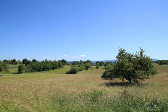 Landschaft bei Hohenwettersbach, Karlsruhe. Blick über eine ungemähte Wiese mit einzelnen Bäumen vor blauem Himmel