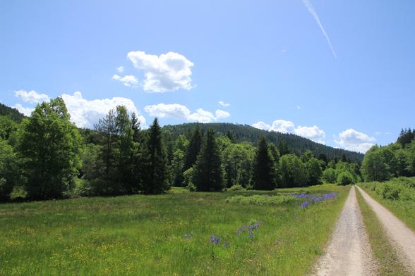 "Große Wiese" im Eyachtal zwischen Neuenbürg an der Enz und Bad Herrenalb.

Blühende Wiese unter blauem Himmel