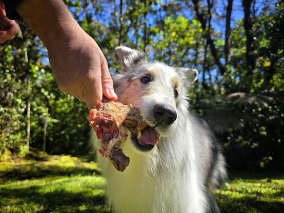 A dog chews on a steak bone that is being held by a person out of the frame.
