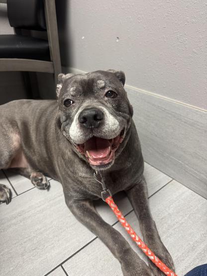 A happy gray dog with a short coat is lying on tiled flooring, wearing a orange and silver leash. The dog has a friendly expression and is in an exam room, at a veterinary clinic.