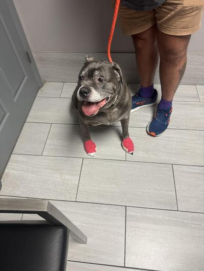 A gray dog wearing red bandages on her paws sits on tiled flooring beside a person. The person's legs are visible, and they are holding a leash attached to the dog.