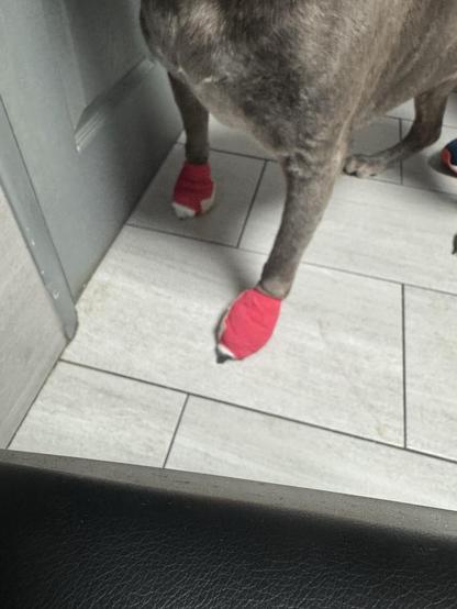 A dog with gray fur is standing on a tiled floor, wearing red protective bandages on her front paws. The setting includes a partially visible door and a corner of a dark-colored chair.