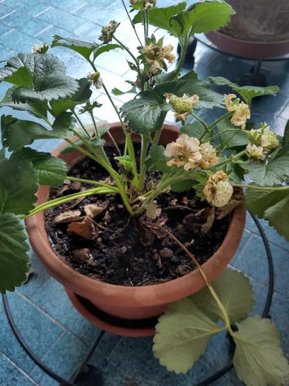 Una foto di una piantina di fragole in un vaso, in cui alcune parti sembrano seccarsi, mentre altre stannobbene