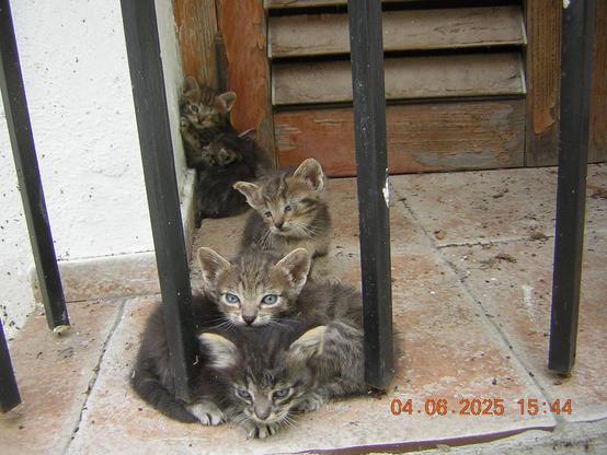 5 cries de gats en una finestra | CC-BY-SA | 04.06.2025 15:44