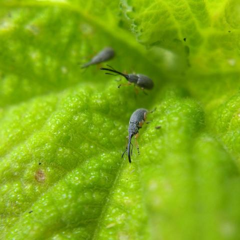 Three little grey weevils with orange legs and long thin black snouts in a bright green, crinkly hollyhock leaf. The two in the foreground have snouts practically as long as their bodies, while the one in the back has a more modest rostrum.