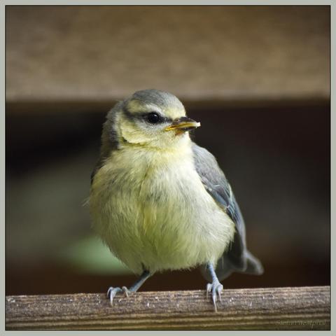 Ein kleiner, flauschiger Vogel, der auf einer hölzernen Oberfläche sitzt, mit weichem grauen und gelben Gefieder und einem runden Kopf mit dunklen Augen. Der Hintergrund ist sanft verschwommen und hebt den Vogel hervor.

A small, fluffy bird perched on a wooden surface, featuring soft gray and yellow plumage and a round head with dark eyes. The background is softly blurred, highlighting the bird.