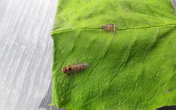 A hoverfly and its empty pupal case on a green leaf.