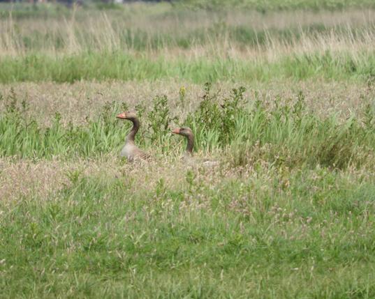 Hoog gras met distels daarin steken twee ganzenhalzen.